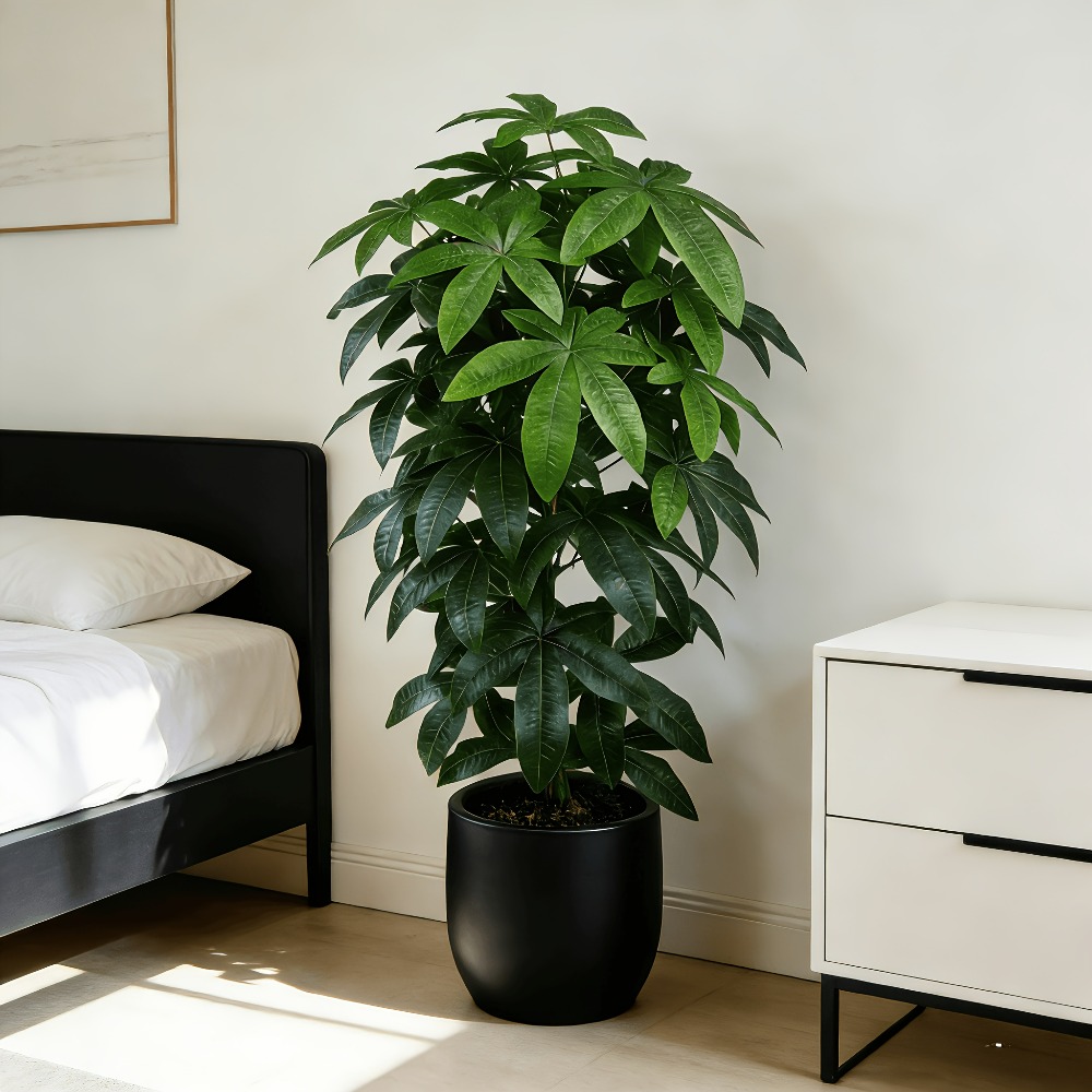 An Artificial Money Tree Pachi - Ficus Lyrata Tree recension och pris